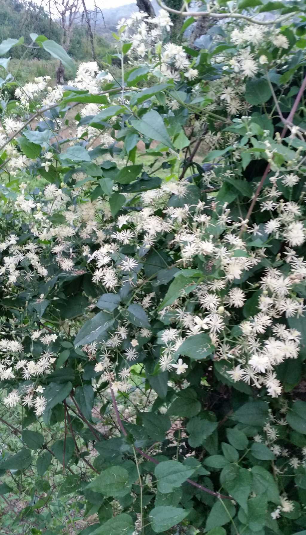 Clematis vitalba?  Sì !